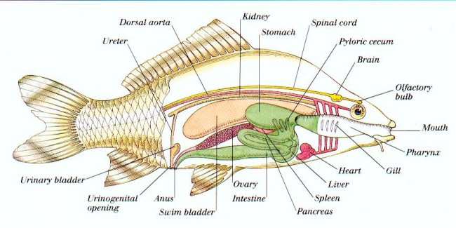 Internal_organs_of_a_fish