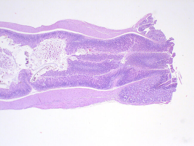 Pyloric sphincter 20x